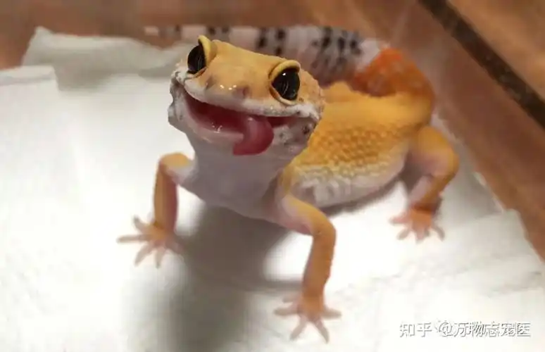 养宠须知守宫的常见疾病