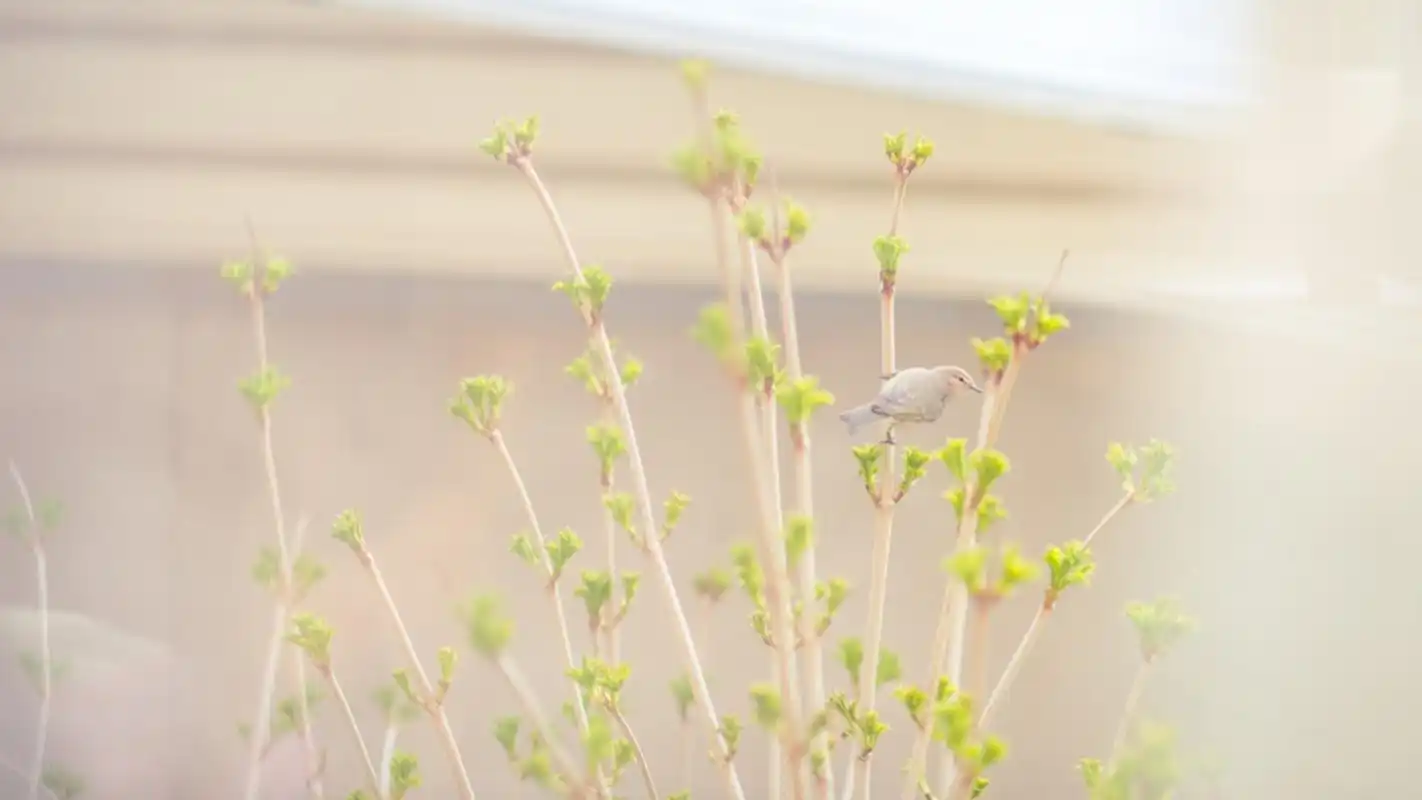 小清新简约植物风景唯美高清壁纸