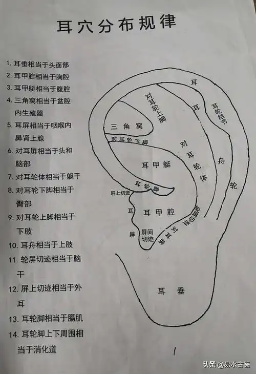 郭庆耳穴诊断治疗学174个耳穴定位及常见病症的治疗方法一