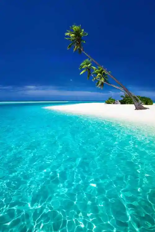 棕榈树风景珊瑚海滩