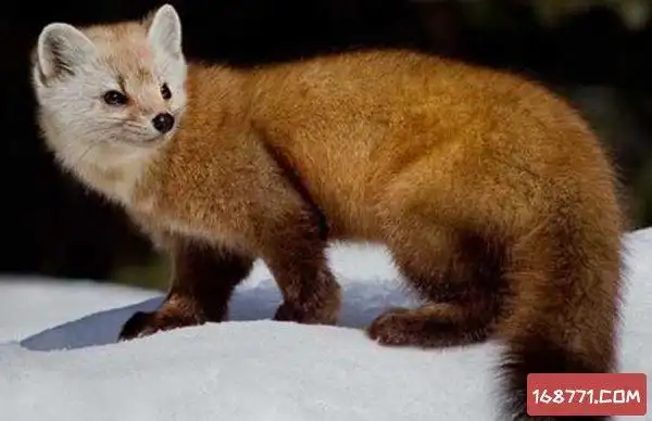 已灭绝的十大可爱动物阿穆尔豹原产地在俄罗斯东南一带