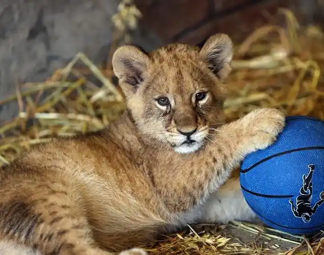 土耳其新生狮子宝宝亮相