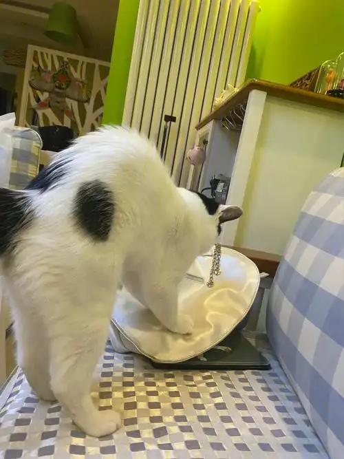 请问猫肉怎么吃好吃