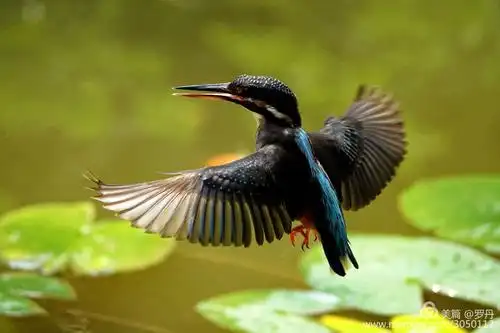 我的美篇(220)— 漂亮翠鸟