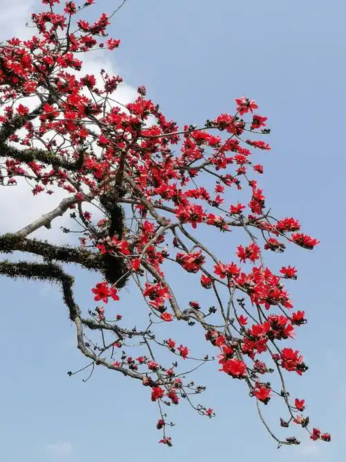 东凌乡古村木棉花之行
