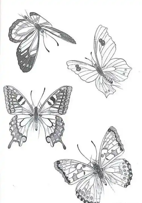 一组蝴蝶工笔画白描素材,太美了!
