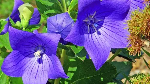 紫色的桔梗花图片-花卉壁纸-高清花卉图片-娟娟壁纸