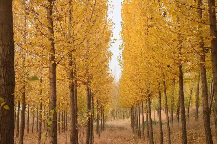 金秋有约 静静的白杨林!