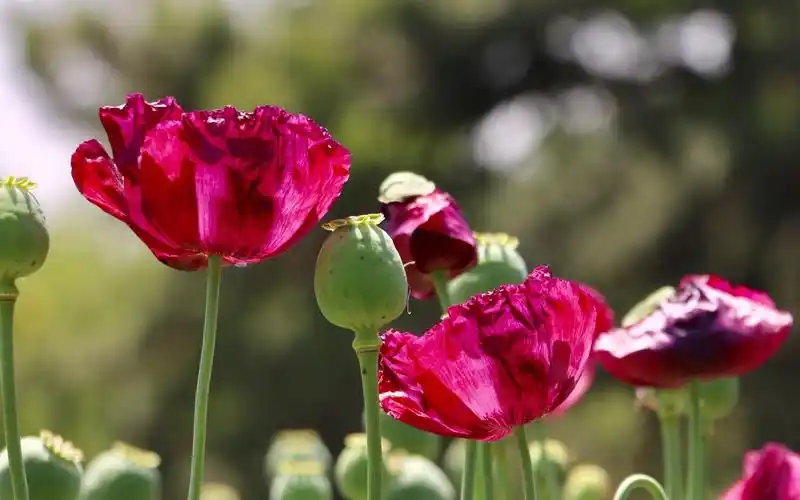 相关标签小清新罂粟唯美暖心寓意上一图集:小清新鸢尾花唯美花语下一