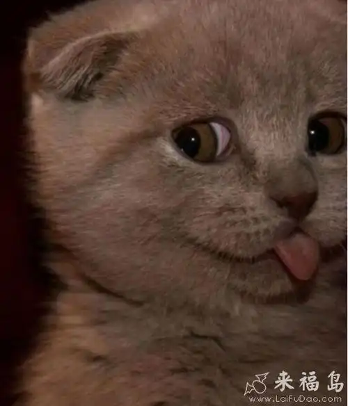 别的喵都卖萌,你却这么调皮