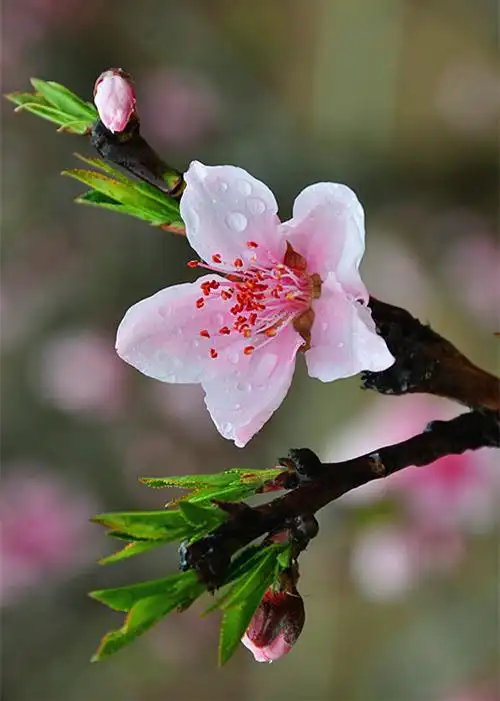 【桃花摄影图片】生态摄影_太平洋电脑网摄影部落
