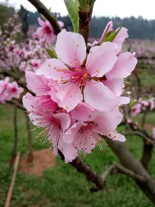 关于桃花 - it610.com