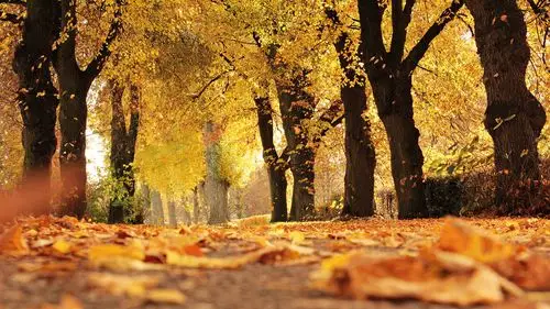 唯美秋季伤感高清桌面壁纸_风景壁纸_壁纸下载_美桌网