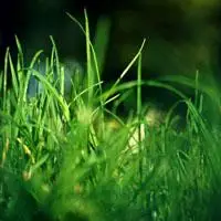 高清绿色风景头像,这清新的绿色我最爱,绿色象征活力