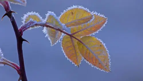 简约植物锁屏高清电脑桌面壁纸