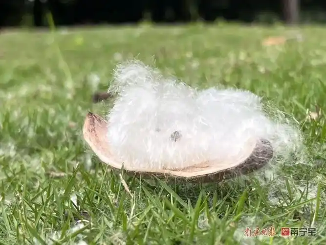 轻风吹过棉絮飞舞,这类人群要注意……_腾讯新闻