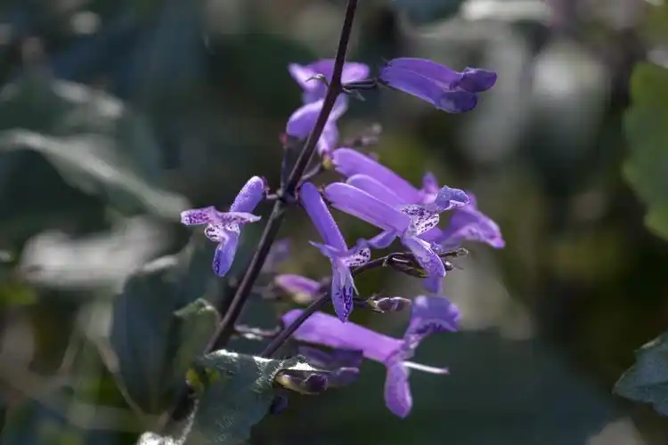 莫娜紫香茶菜vv首发