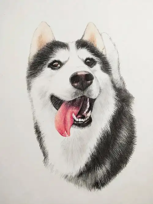 手绘狗狗 哈士奇芒果