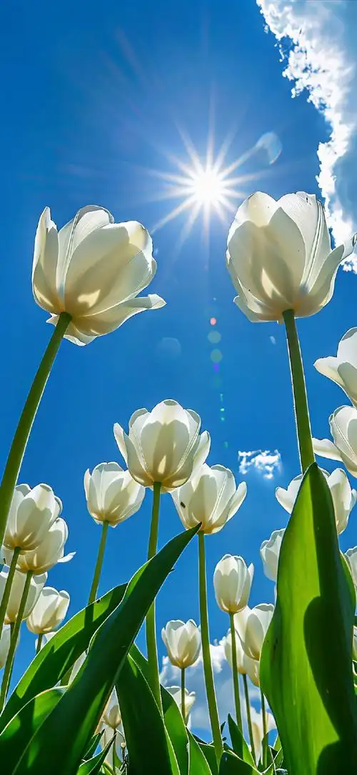 一组小清新壁纸