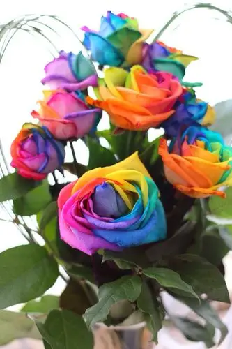 比黄金还贵的彩虹玫瑰花,你见过吗?