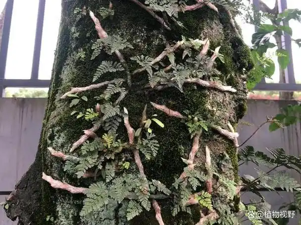 人称"白毛蛇",生于岩壁或树干上,3大作用,农民朋友要了解!