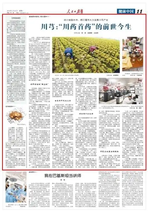人民日报海外版关注四川道地药材丨川芎川药首药的前世今生