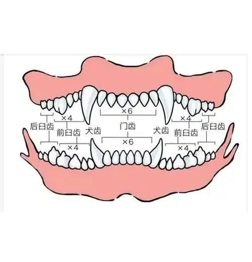 看起来可爱的虎牙,隐藏着你不知道的坏处!