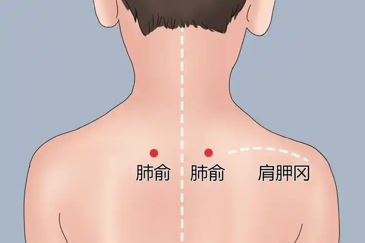 肺腧穴刮痧位置图