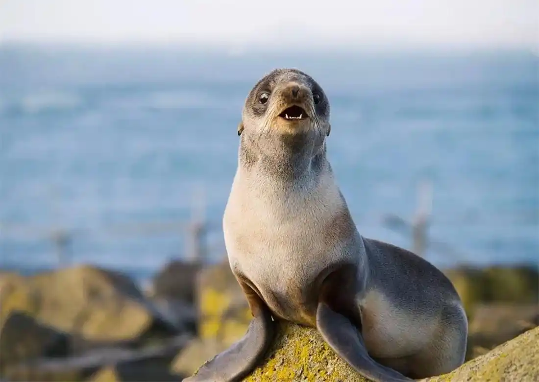 青岛海域出现稀奇海狗,长胡须如同雷达,洄游可关闭一半大脑小睡
