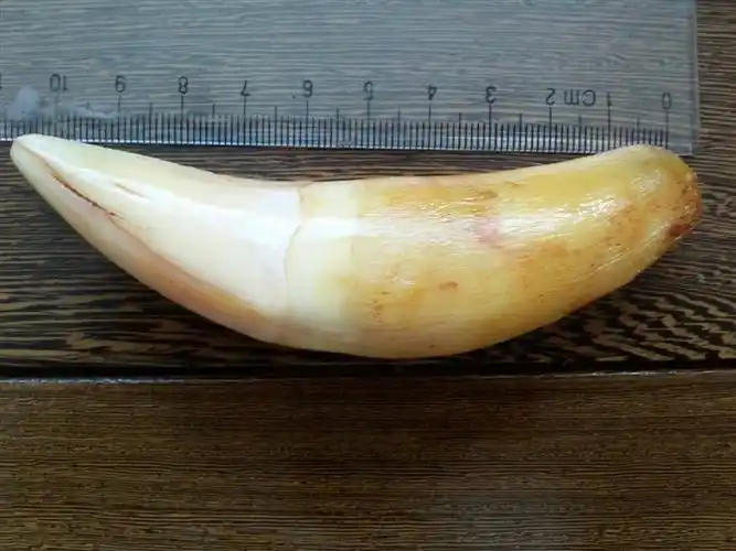 帮鉴定下,这是不是虎牙?