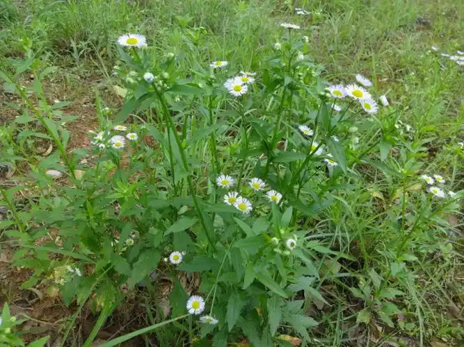 认识你身边的植物飞蓬