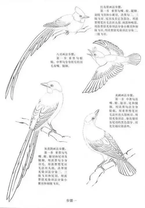 25种常见鸟类工笔画技法步骤