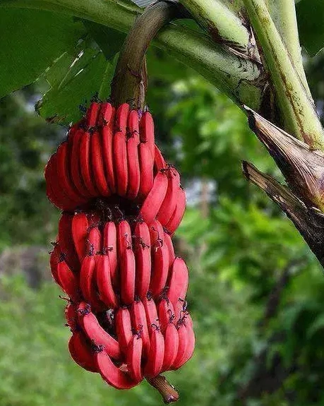 这些全球罕见的水果,你吃过多少种?