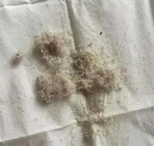 日本jinyi house防螨除螨包 放在螨虫滋生的角落 减少预防螨虫