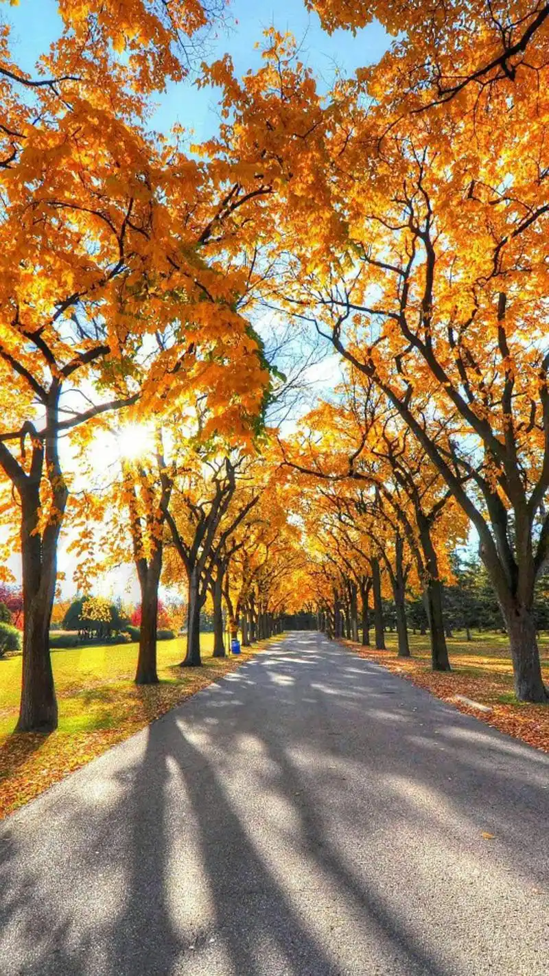 唯美秋季风景高清图片手机壁纸