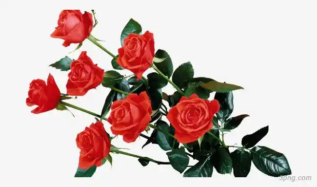 红玫瑰png素材透明免抠图片-其他元素
