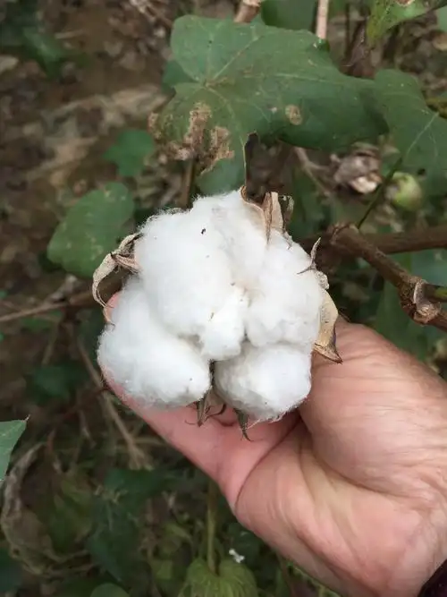 有些棉花果已经开花!