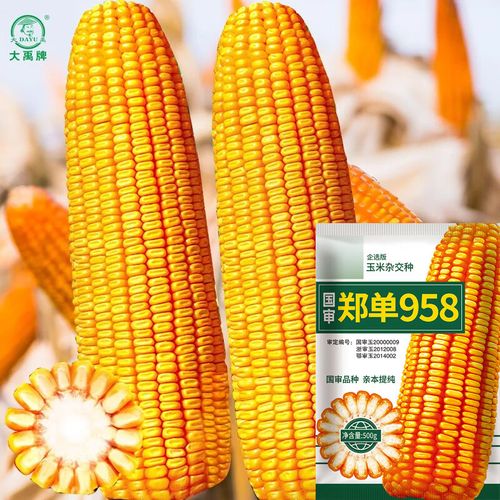 大禹郑单958玉米种子矮大棒抗旱抗倒杂交包谷饲料春播 企选版郑单958