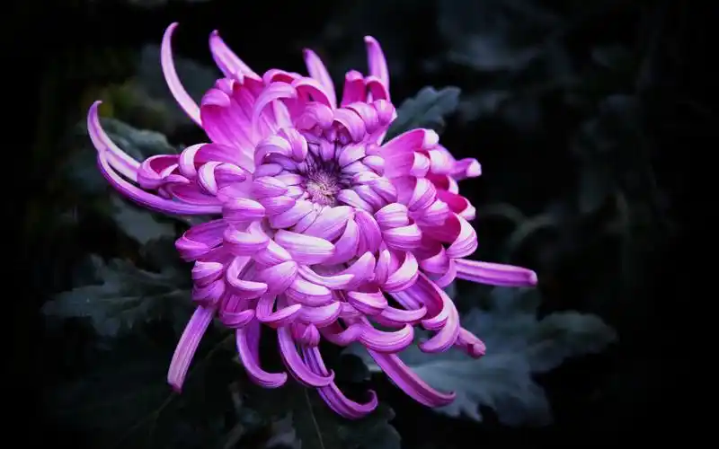 唯美秋菊图片电脑桌面壁纸下载