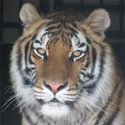 老虎头部特写,微信老虎头像高清图片