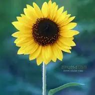 灿烂阳光的向日葵头像