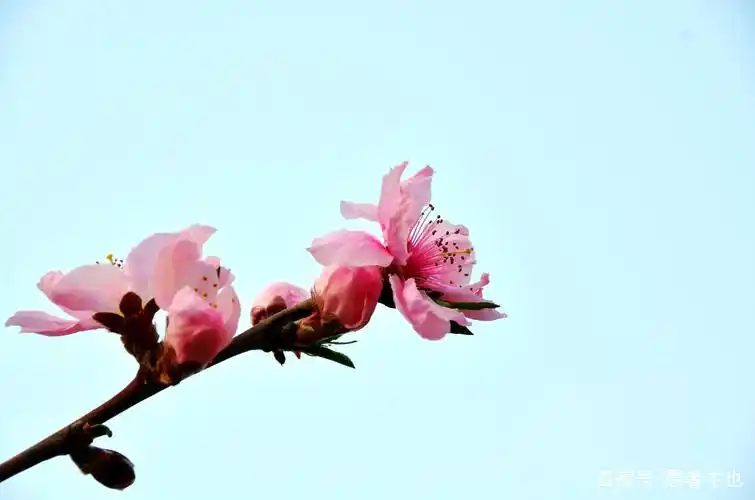 桃花年年开 好运年年来 天天桃花运 月月福禄进