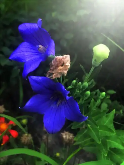 刘勇良手机纪实摄影:蓝紫色的桔梗花