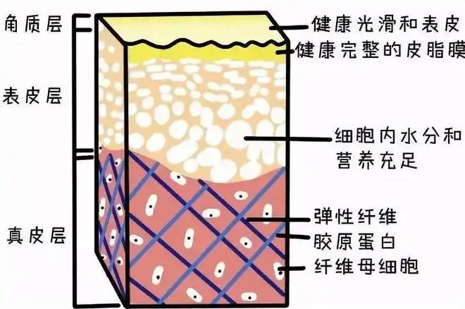 不做面子工程火爆全网的分层抗衰到底抗哪几层
