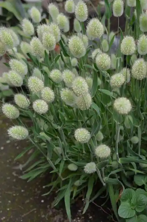 兔尾草lagurusovatusl