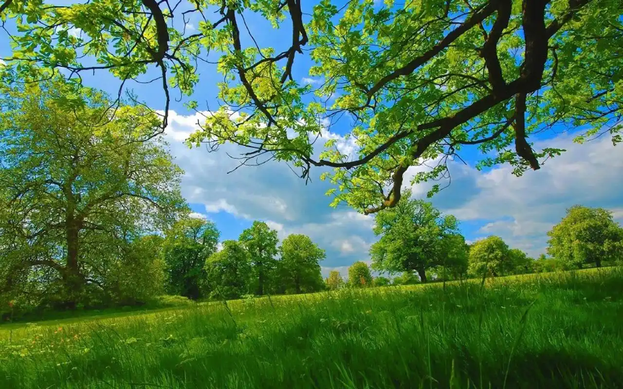 首页 桌面壁纸 风景壁纸 唯美护眼绿色风景图片桌面壁纸 (8/ 9) 2018