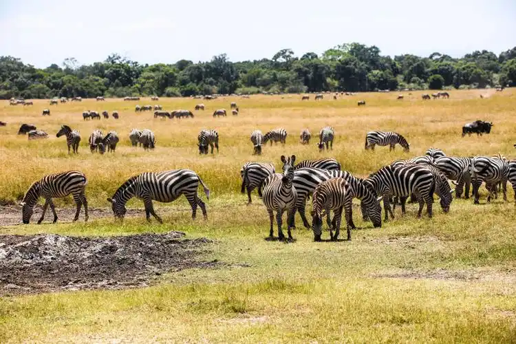 东非大草原野生动物略影