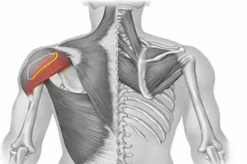 三角肌后束练出型要多久 三角肌后束练出型要多长时间