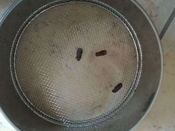 家庭饲养面包虫方法