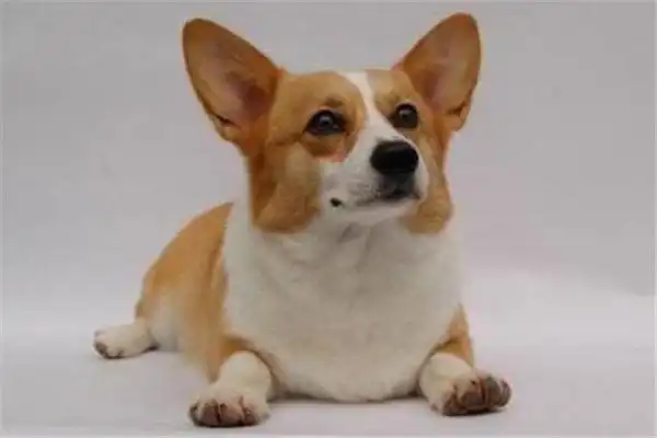 世界十大名犬智商排名 边境牧羊犬智商等同于八岁小孩